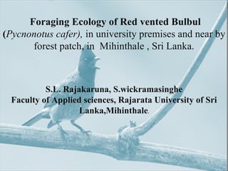 HABITAT Y
               THROUGH AN
      Foraging Ecology of Red vented Bulbul
               INDICATOR
(Pycnonotus cafer), in university premises and near by
               SPECIES-
        forest patch, in cafer
               Pycnonotus
                            Mihinthale , Sri Lanka.
               S.L. Rajakaruna,
               S.wickramasinghe
               Faculty of Applied
               sciences,
           S.L. Rajarata
                Rajakaruna, S.wickramasinghe
               University of Sri
  Faculty of Applied sciences, Rajarata University of Sri
               Lanka,Mihinthale
                   Lanka,Mihinthale.
 