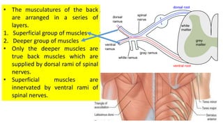 Suboccipital region and muscles of back | PDF