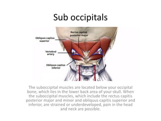 Sub occipitals
The suboccipital muscles are located below your occipital
bone, which lies in the lower back area of your skull. When
the suboccipital muscles, which include the rectus capitis
posterior major and minor and obliquus capitis superior and
inferior, are strained or underdeveloped, pain in the head
and neck are possible.
 