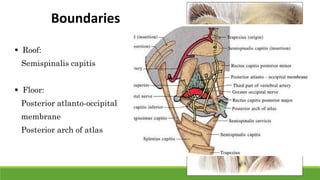 Roof:
Semispinalis capitis
 Floor:
Posterior atlanto-occipital
membrane
Posterior arch of atlas
Boundaries
 