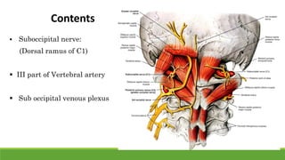  Suboccipital nerve:
(Dorsal ramus of C1)
 III part of Vertebral artery
 Sub occipital venous plexus
Contents
 