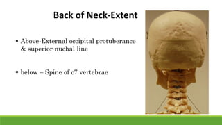  Above-External occipital protuberance
& superior nuchal line
 below – Spine of c7 vertebrae
Back of Neck-Extent
 
