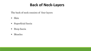 The back of neck consists of four layers
 Skin
 Superficial fascia
 Deep fascia
 Muscles
Back of Neck-Layers
 