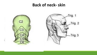 Back of neck- skin
 