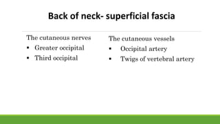 Back of neck- superficial fascia
The cutaneous nerves
 Greater occipital
 Third occipital
The cutaneous vessels
 Occipital artery
 Twigs of vertebral artery
 