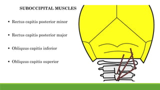SUBOCCIPITAL MUSCLES
 Rectus capitis posterior minor
 Rectus capitis posterior major
 Obliquus capitis inferior
 Obliquus capitis superior
 
