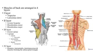 • Muscles of back are arranged in 4
layers
• I layer
• Trapezius
• Latissimus dorsi
• II layer
• Levator Scapulae
• Rhomboideus minor
• Rhomboideus major
• III layer
• Erector spinae
• 3 groups
• Lateral
• Iliocostalis
• Intermediate
• Longissimus
• Medial
• Semispinalis
• IV layer
• Rotators, interspinalis, intertransverses &
muscles forming the suboccipital triangle