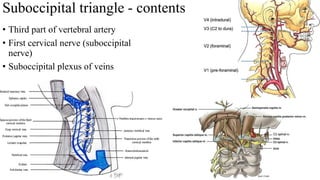 Suboccipital triangle - contents
• Third part of vertebral artery
• First cervical nerve (suboccipital
nerve)
• Suboccipital plexus of veins