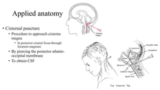 Applied anatomy
• Cisternal puncture
• Procedure to approach cisterna
magna
• In posterior cranial fossa through
foramen magnum
• By piercing the posterior atlanto-
occipital membrane
• To obtain CSF