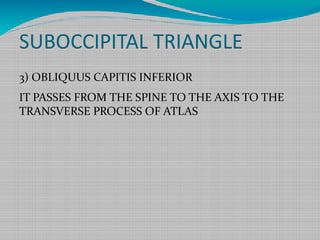SUBOCCIPITAL TRIANGLE
3) OBLIQUUS CAPITIS INFERIOR
IT PASSES FROM THE SPINE TO THE AXIS TO THE
TRANSVERSE PROCESS OF ATLAS
 