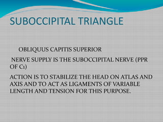 SUBOCCIPITAL TRIANGLE
OBLIQUUS CAPITIS SUPERIOR
NERVE SUPPLY IS THE SUBOCCIPITAL NERVE (PPR
OF C1)
ACTION IS TO STABILIZE THE HEAD ON ATLAS AND
AXIS AND TO ACT AS LIGAMENTS OF VARIABLE
LENGTH AND TENSION FOR THIS PURPOSE.
 