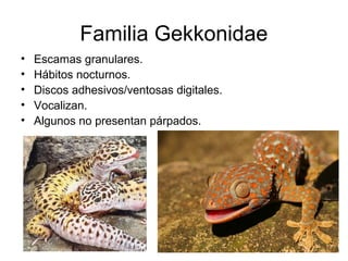 Familia Gekkonidae
• Escamas granulares.
• Hábitos nocturnos.
• Discos adhesivos/ventosas digitales.
• Vocalizan.
• Algunos no presentan párpados.