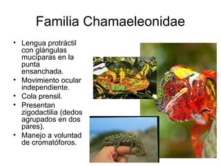Familia Chamaeleonidae
• Lengua protráctil
con glángulas
mucíparas en la
punta
ensanchada.
• Movimiento ocular
independiente.
• Cola prensil.
• Presentan
zigodactilia (dedos
agrupados en dos
pares).
• Manejo a voluntad
de cromatóforos.