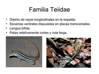 Familia Teiidae
• Diseño de rayas longitudinales en la espalda.
• Escamas ventrales dispuestas en placas transversales.
• Lengua bífida.
• Patas relativamente cortas y cola larga.