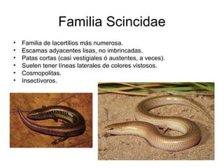 Familia Scincidae
• Familia de lacertilios más numerosa.
• Escamas adyacentes lisas, no imbrincadas.
• Patas cortas (casi vestigiales ó austentes, a veces).
• Suelen tener líneas laterales de colores vistosos.
• Cosmopolitas.
• Insectívoros.