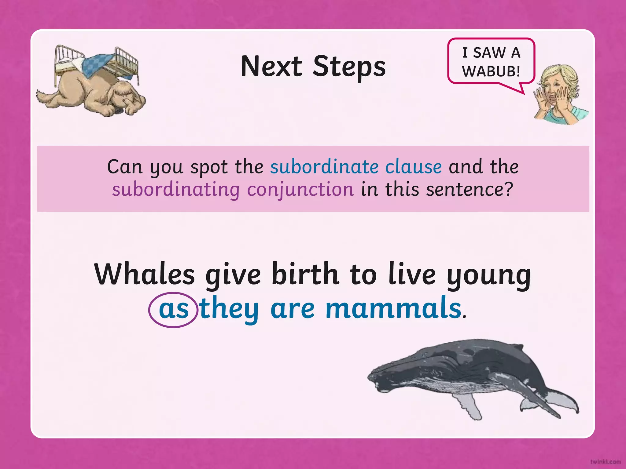 Can you spot the subordinate clause and the
subordinating conjunction in this sentence?
Next Steps
Whales give birth to live young
as they are mammals.
I SAW A
WABUB!
Whales give birth to live young
as they are mammals.
 