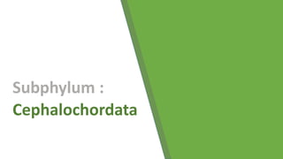 Subphylum :
Cephalochordata
 