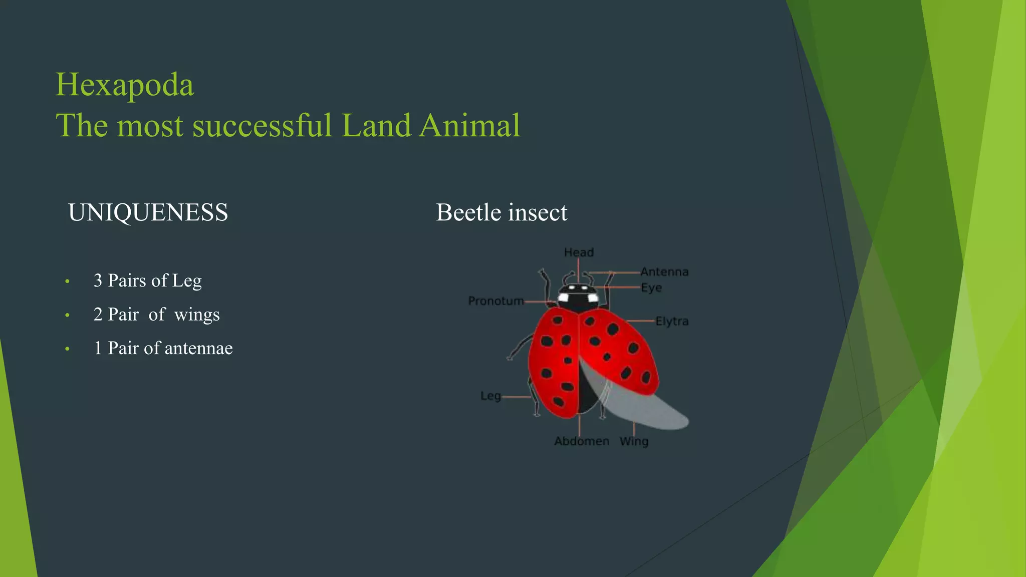 Hexapoda
The most successful Land Animal
UNIQUENESS
• 3 Pairs of Leg
• 2 Pair of wings
• 1 Pair of antennae
Beetle insect
 