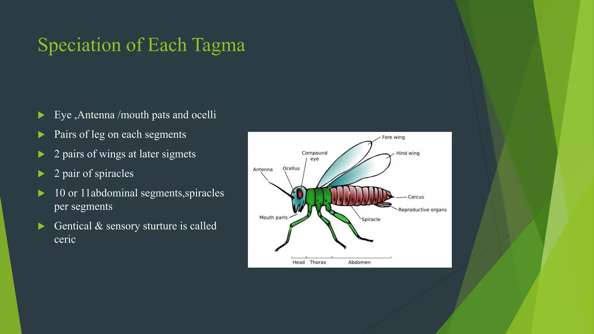 Speciation of Each Tagma
 Eye ,Antenna /mouth pats and ocelli
 Pairs of leg on each segments
 2 pairs of wings at later sigmets
 2 pair of spiracles
 10 or 11abdominal segments,spiracles
per segments
 Gentical & sensory sturture is called
ceric
 