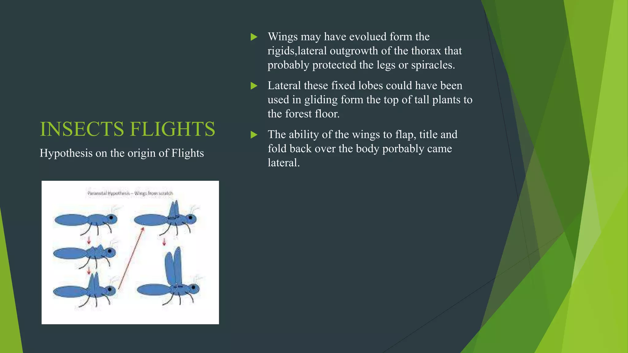 INSECTS FLIGHTS
 Wings may have evolued form the
rigids,lateral outgrowth of the thorax that
probably protected the legs or spiracles.
 Lateral these fixed lobes could have been
used in gliding form the top of tall plants to
the forest floor.
 The ability of the wings to flap, title and
fold back over the body porbably came
lateral.
Hypothesis on the origin of Flights
 