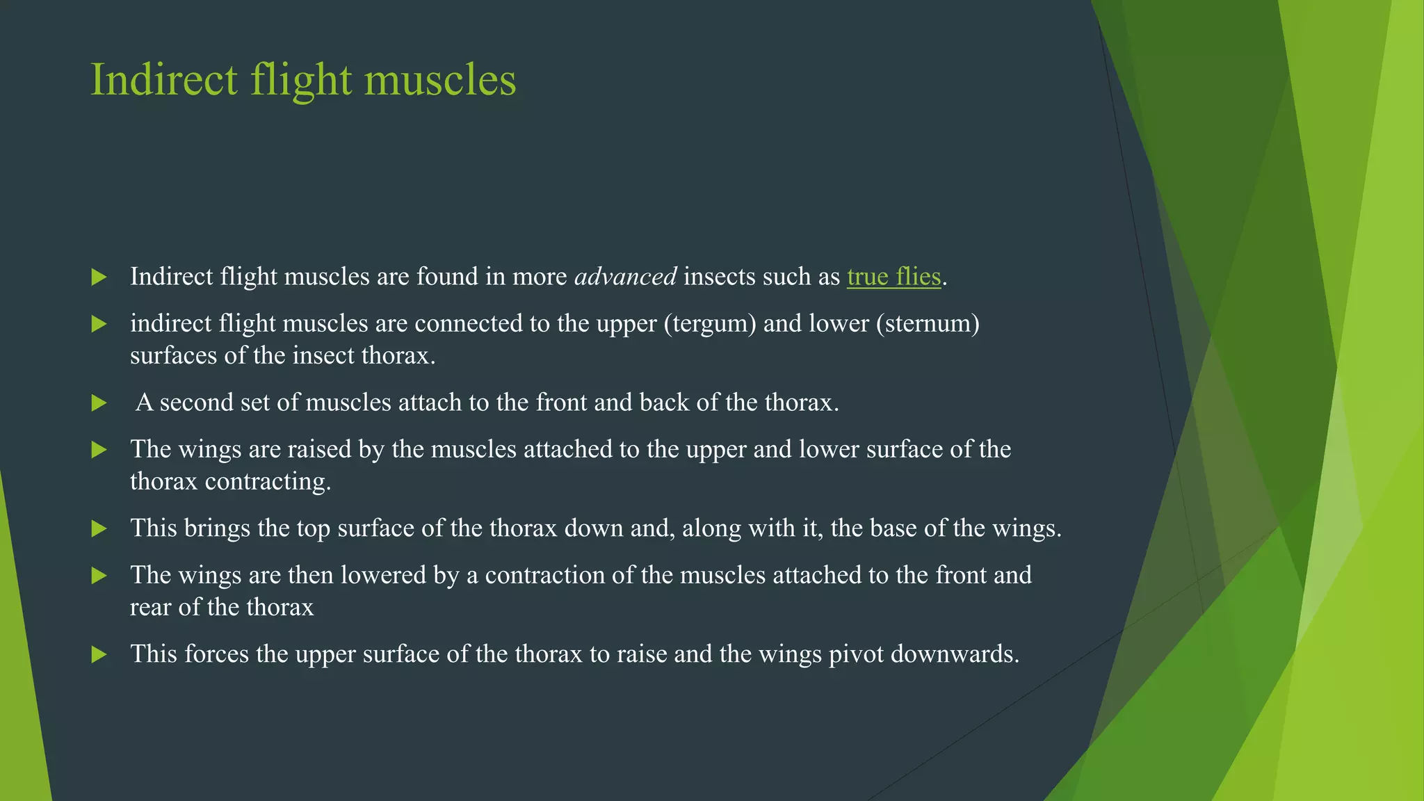 Indirect flight muscles
 Indirect flight muscles are found in more advanced insects such as true flies.
 indirect flight muscles are connected to the upper (tergum) and lower (sternum)
surfaces of the insect thorax.
 A second set of muscles attach to the front and back of the thorax.
 The wings are raised by the muscles attached to the upper and lower surface of the
thorax contracting.
 This brings the top surface of the thorax down and, along with it, the base of the wings.
 The wings are then lowered by a contraction of the muscles attached to the front and
rear of the thorax
 This forces the upper surface of the thorax to raise and the wings pivot downwards.
 