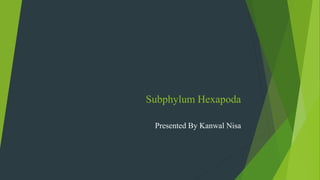 Subphylum Hexapoda
Presented By Kanwal Nisa
 