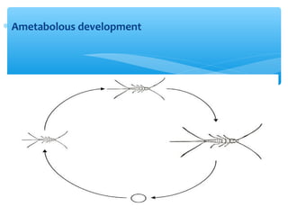 Subphylum mandibulata (By: J.Q) | PPT