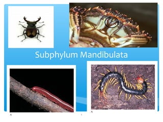 Subphylum Mandibulata
1
 