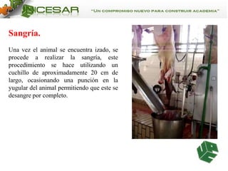Sangría.
Una vez el animal se encuentra izado, se
procede a realizar la sangría, este
procedimiento se hace utilizando un
cuchillo de aproximadamente 20 cm de
largo, ocasionando una punción en la
yugular del animal permitiendo que este se
desangre por completo.

 