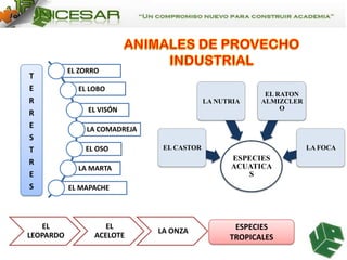 T
E
R
R
E
S
T
R
E
S

EL
LEOPARDO

EL ZORRO
EL LOBO
LA NUTRIA

EL VISÓN

EL RATON
ALMIZCLER
O

LA COMADREJA
EL OSO

EL CASTOR

LA FOCA

ESPECIES
ACUATICA
S

LA MARTA
EL MAPACHE

EL
ACELOTE

LA ONZA

ESPECIES
TROPICALES

 