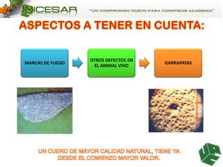 MARCAS DE FUEGO

OTROS DEFECTOS EN
EL ANIMAL VIVO

GARRAPATAS

 