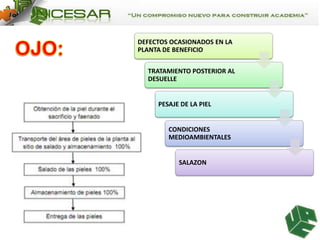 DEFECTOS OCASIONADOS EN LA
PLANTA DE BENEFICIO

TRATAMIENTO POSTERIOR AL
DESUELLE

PESAJE DE LA PIEL

CONDICIONES
MEDIOAMBIENTALES

SALAZON

 