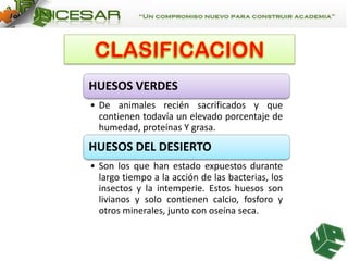 HUESOS VERDES
• De animales recién sacrificados y que
contienen todavía un elevado porcentaje de
humedad, proteínas Y grasa.

HUESOS DEL DESIERTO
• Son los que han estado expuestos durante
largo tiempo a la acción de las bacterias, los
insectos y la intemperie. Estos huesos son
livianos y solo contienen calcio, fosforo y
otros minerales, junto con oseína seca.

 