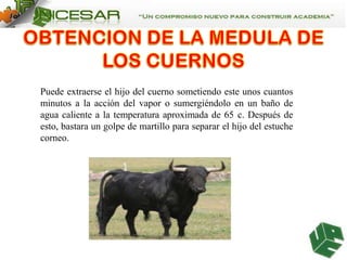 Puede extraerse el hijo del cuerno sometiendo este unos cuantos
minutos a la acción del vapor o sumergiéndolo en un baño de
agua caliente a la temperatura aproximada de 65 c. Después de
esto, bastara un golpe de martillo para separar el hijo del estuche
corneo.

 