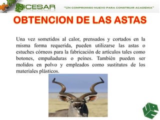 Una vez sometidos al calor, prensados y cortados en la
misma forma requerida, pueden utilizarse las astas o
estuches córneos para la fabricación de artículos tales como
botones, empuñaduras o peines. También pueden ser
molidos en polvo y empleados como sustitutos de los
materiales plásticos.

 