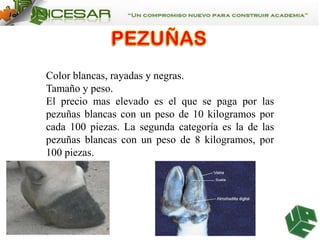 Color blancas, rayadas y negras.
Tamaño y peso.
El precio mas elevado es el que se paga por las
pezuñas blancas con un peso de 10 kilogramos por
cada 100 piezas. La segunda categoría es la de las
pezuñas blancas con un peso de 8 kilogramos, por
100 piezas.

 