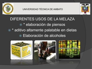 UNIVERSIDAD TÉCNICA DE AMBATO
DIFERENTES USOS DE LA MELAZA
 * elaboración de piensos
 * aditivo altamente palatable en dietas
 Elaboración de alcoholes
 