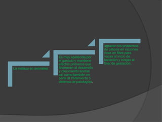 La melaza en animales
Es muy apetecida por
el ganado y mantiene
efectos primarios que
favorecen al desarrollo
y crecimiento animal
así como también en
parte al tratamiento o
defensa de patologías.
agravan los problemas
de cetosis en raciones
ricas en fibra para
vacas al inicio de
lactación y ovejas al
final de gestación.
 