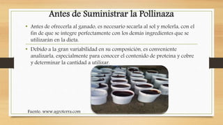 Antes de Suministrar la Pollinaza
• Antes de ofrecerla al ganado, es necesario secarla al sol y molerla, con el
fin de que se integre perfectamente con los demás ingredientes que se
utilizarán en la dieta.
• Debido a la gran variabilidad en su composición, es conveniente
analizarla, especialmente para conocer el contenido de proteína y cobre
y determinar la cantidad a utilizar.
Fuente: www.agroterra.com
 