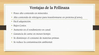 Ventajas de la Pollinaza
• Posee alto contenido en minerales.
• Alto contenido de nitrógeno para transformarse en proteína (Carne)
• Fácil adquisición.
• Bajos Costos.
• Aumento en el rendimiento en canal.
• Ganancia de carne en menos tiempo.
• Se disminuye el consumo de materias primas.
• Se reduce la contaminación ambiental.
 