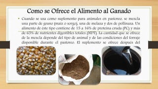 Como se Ofrece el Alimento al Ganado
• Cuando se usa como suplemento para animales en pastoreo, se mezcla
una parte de grano (maíz o sorgo), una de melaza y dos de pollinaza. Un
alimento de éste tipo contiene de 15 a 16% de proteína cruda (PC) y más
de 65% de nutrientes digestibles totales (NDT). La cantidad que se ofrece
de la mezcla depende del tipo de animal y de las condiciones del forraje
disponible durante el pastoreo. El suplemento se ofrece después del
pastoreo.
 