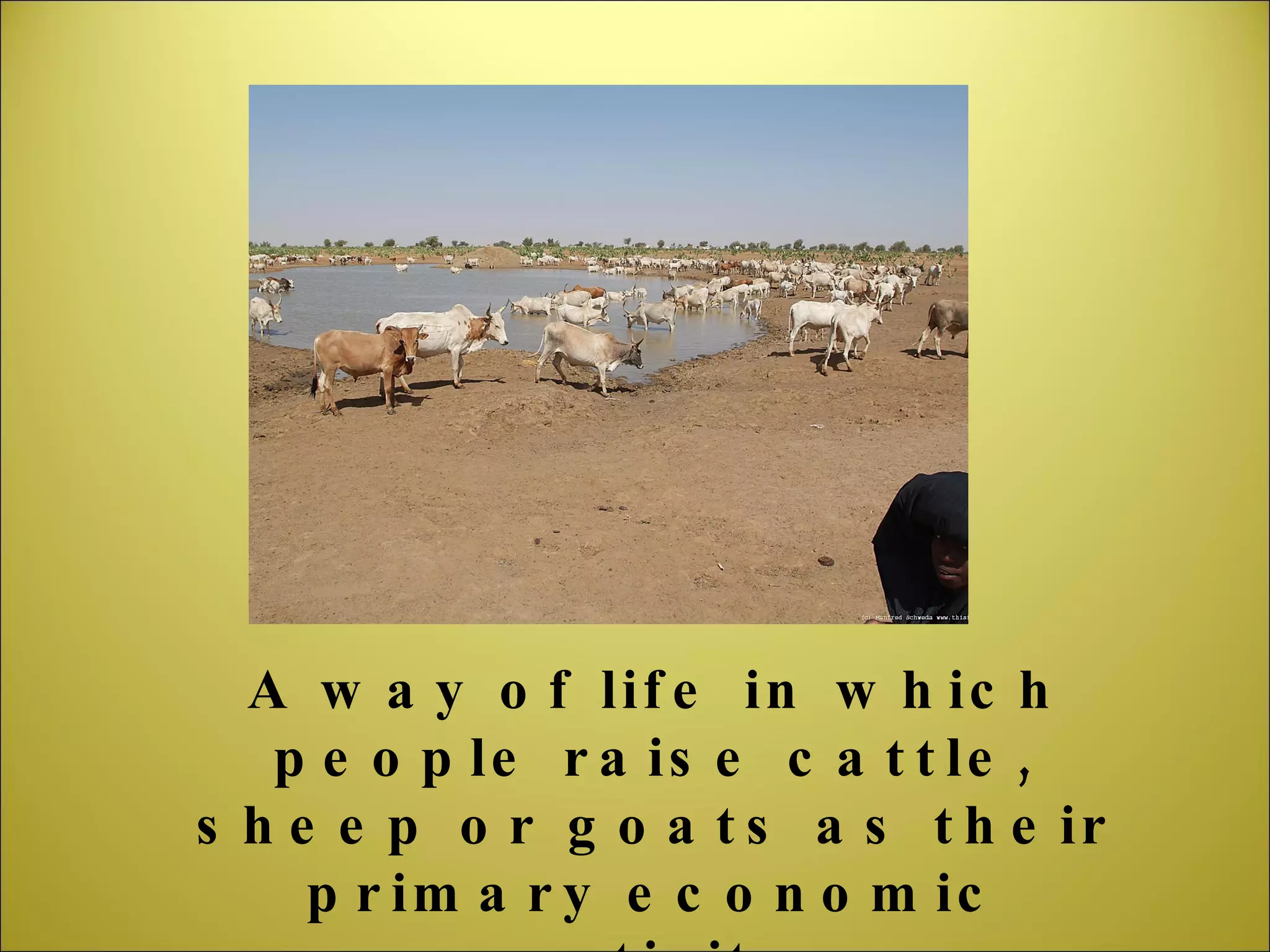 A way of life in which people raise cattle, sheep or goats as their primary economic activity 