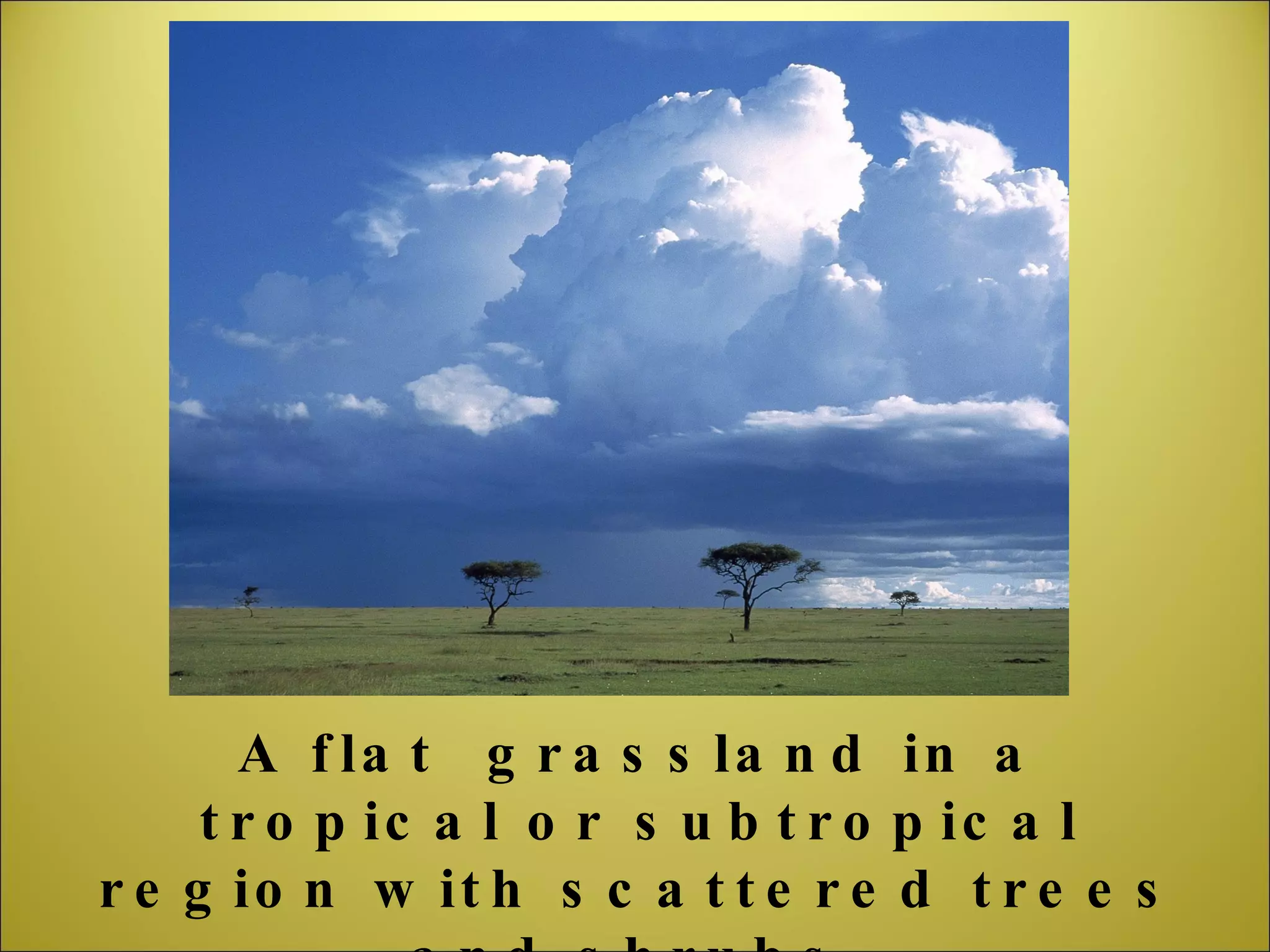 A flat  grassland in a tropical or subtropical region with scattered trees and shrubs. 