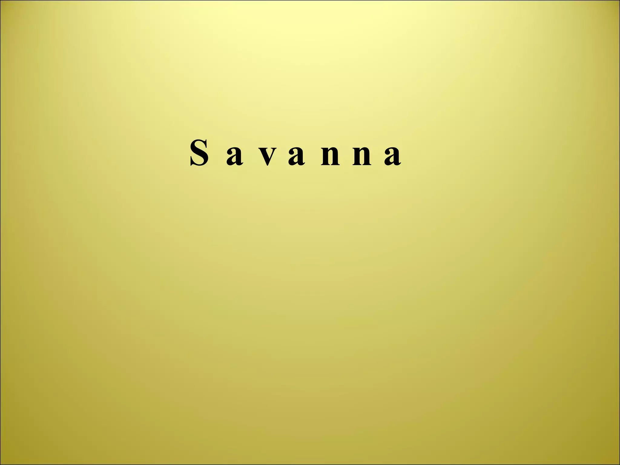 Savanna 