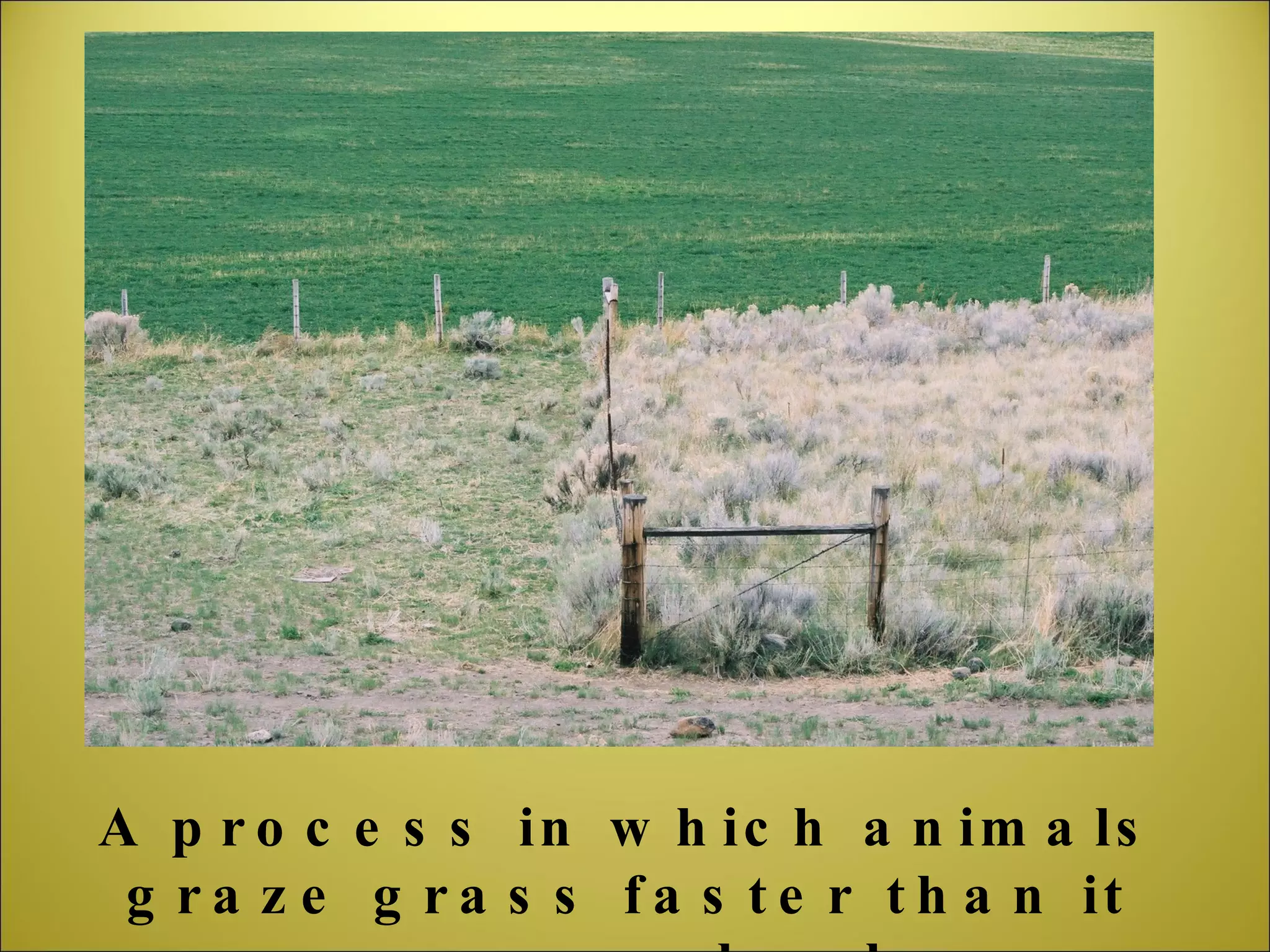A process in which animals graze grass faster than it can grow back. 