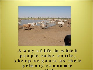 A way of life in which people raise cattle, sheep or goats as their primary economic activity 