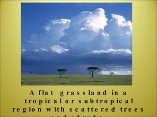 A flat  grassland in a tropical or subtropical region with scattered trees and shrubs. 