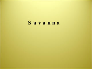 Savanna 