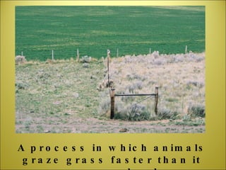 A process in which animals graze grass faster than it can grow back. 