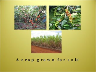 A crop grown for sale 